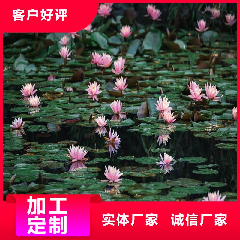 粉色荷花苗厂家-价格低