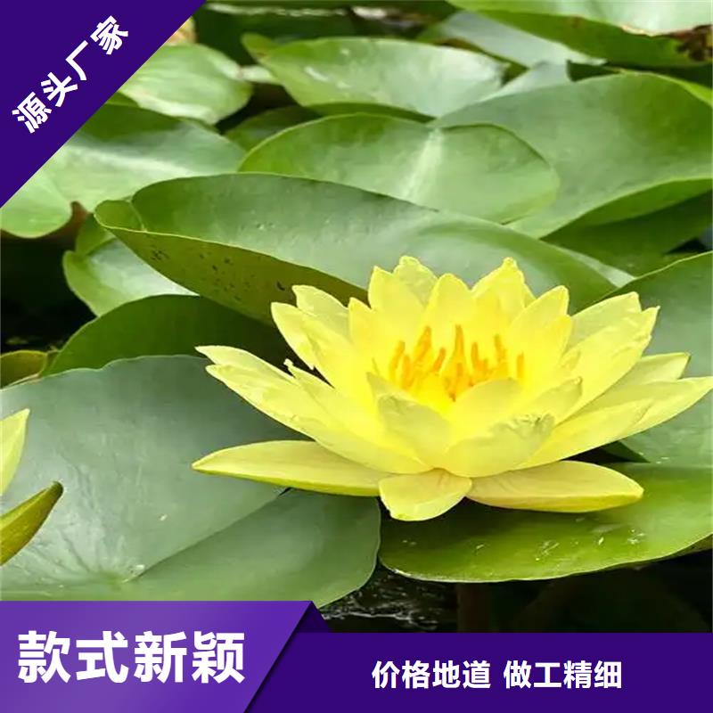 信誉好的荷花苗长期合作厂家