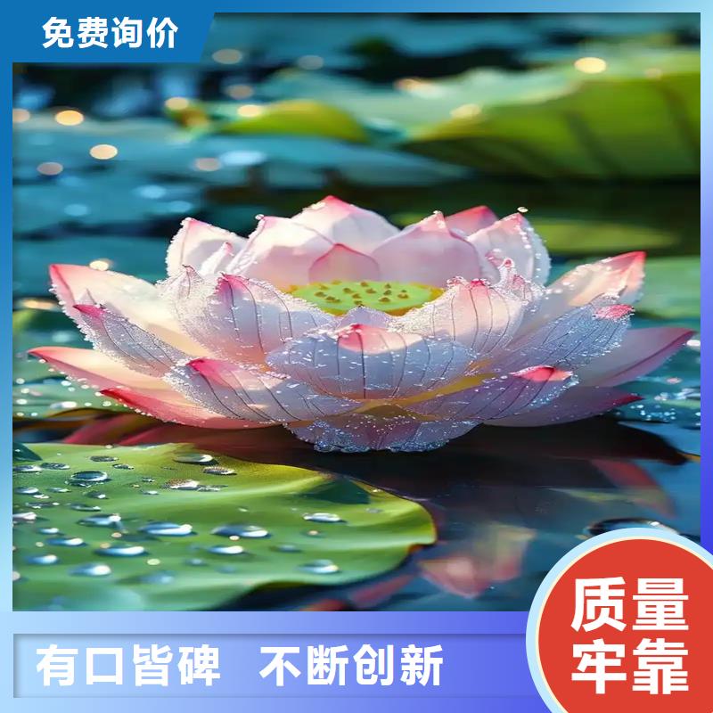 荷花苗养护服务-荷花苗养护服务售后保障