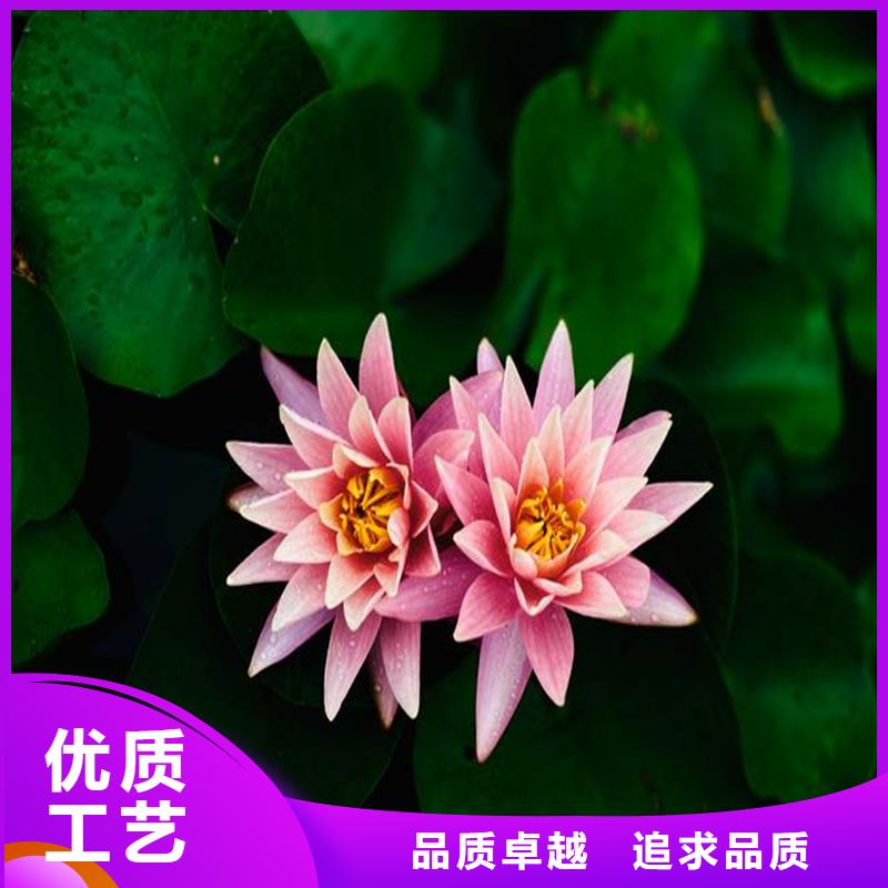 #水生植物#-全国直销
