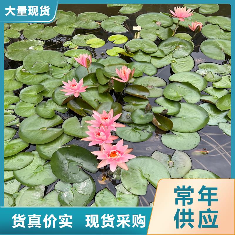 制造盆栽荷花苗的厂家