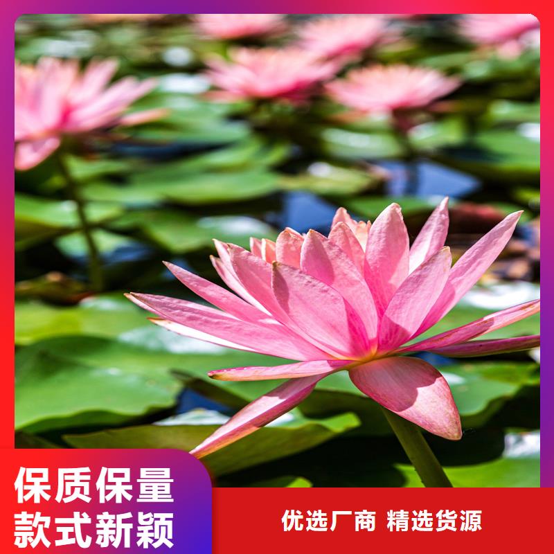 低价荷花苗厂家-值得信赖