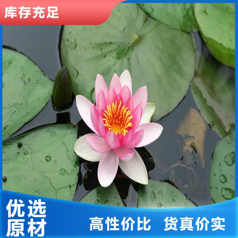 深水荷花苗-深水荷花苗厂家现货