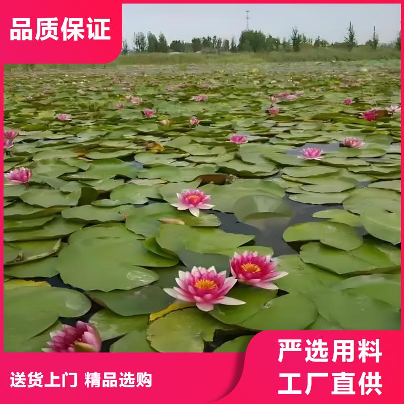 睡莲企业-质量过硬