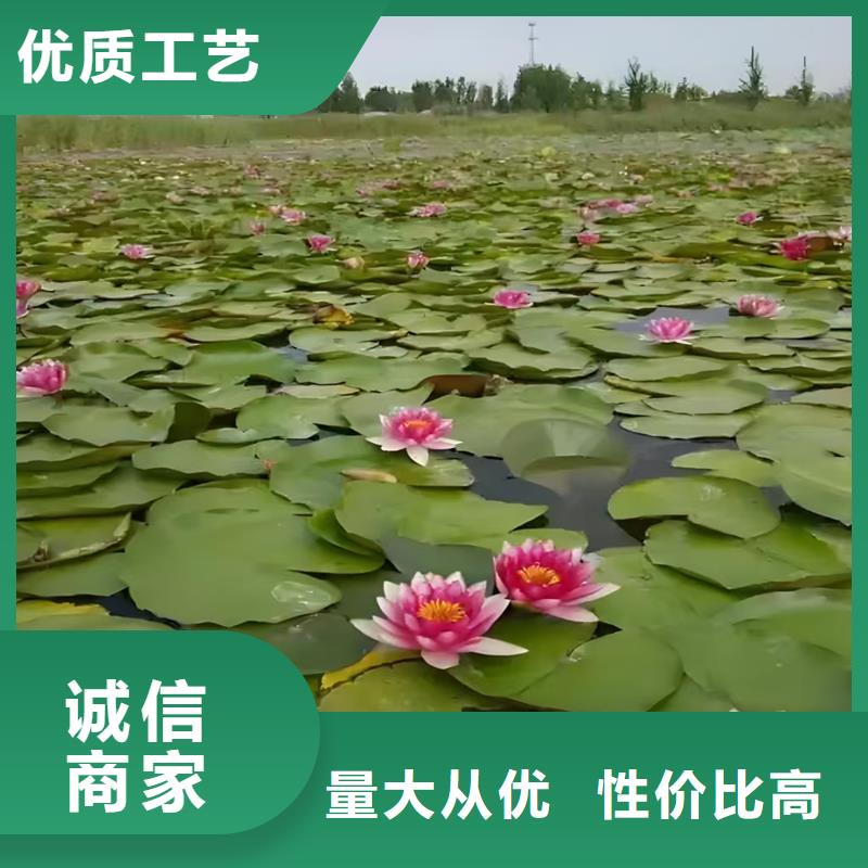 精选睡莲图片厂家