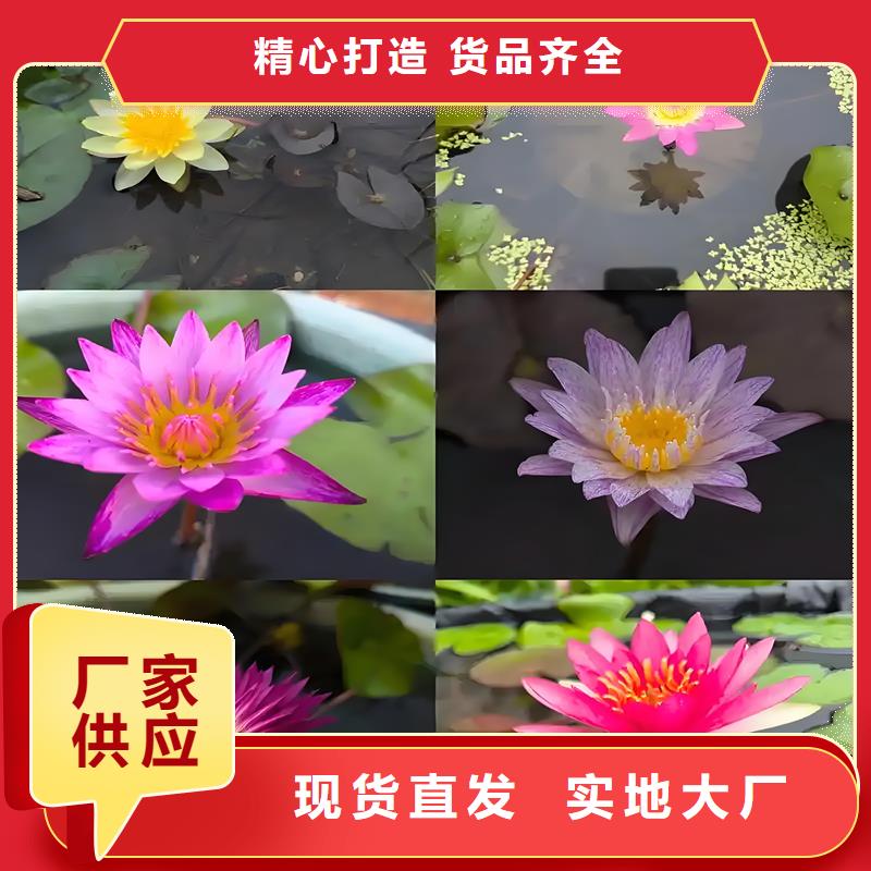 睡莲什么时候种植本地批发