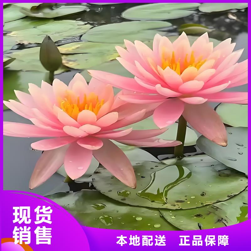 睡莲什么时候种植厂家直销—薄利多销