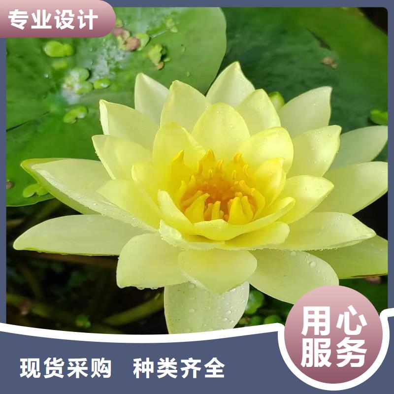 种植睡莲总经销