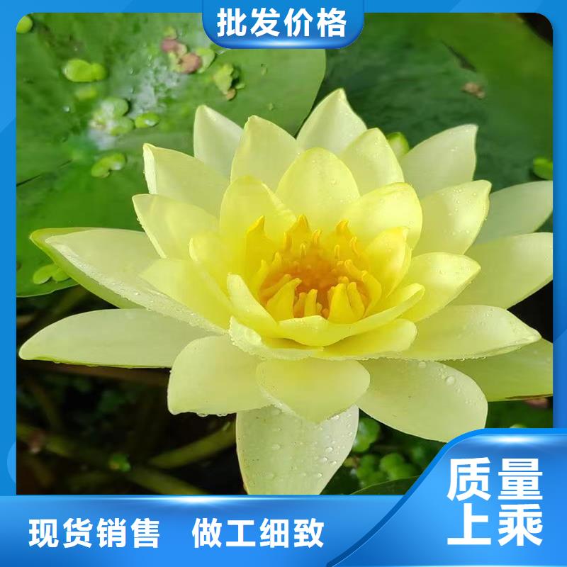 睡莲什么时候种植本地批发