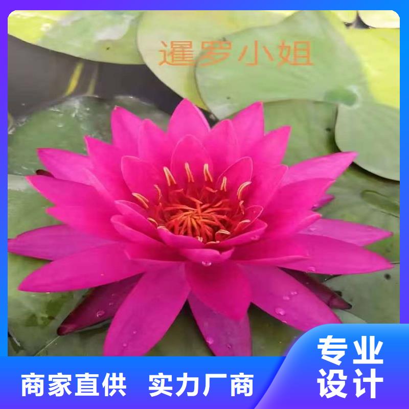 睡莲冬天怎样过冬出厂价