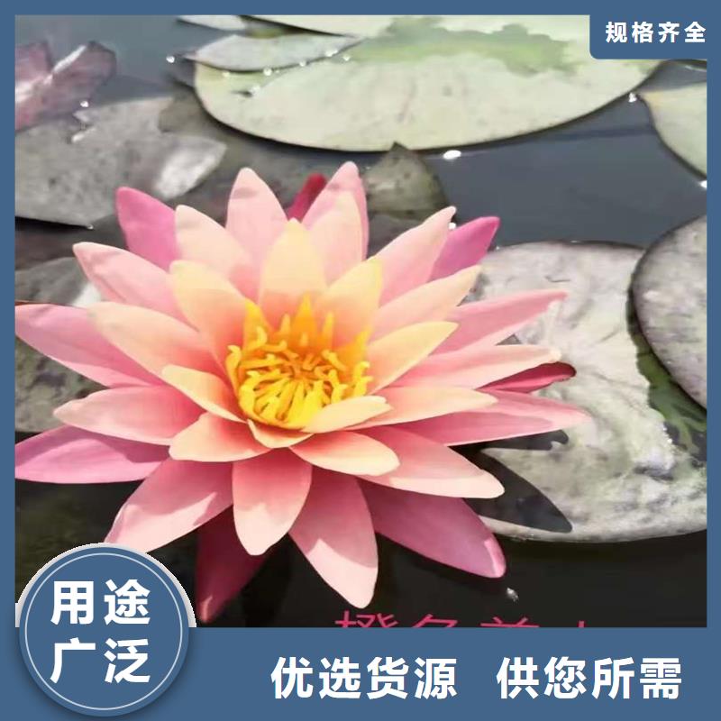 睡莲什么时候种植厂家直销—薄利多销