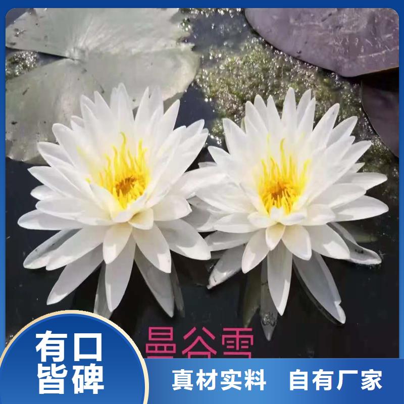 睡莲种子_来电咨询