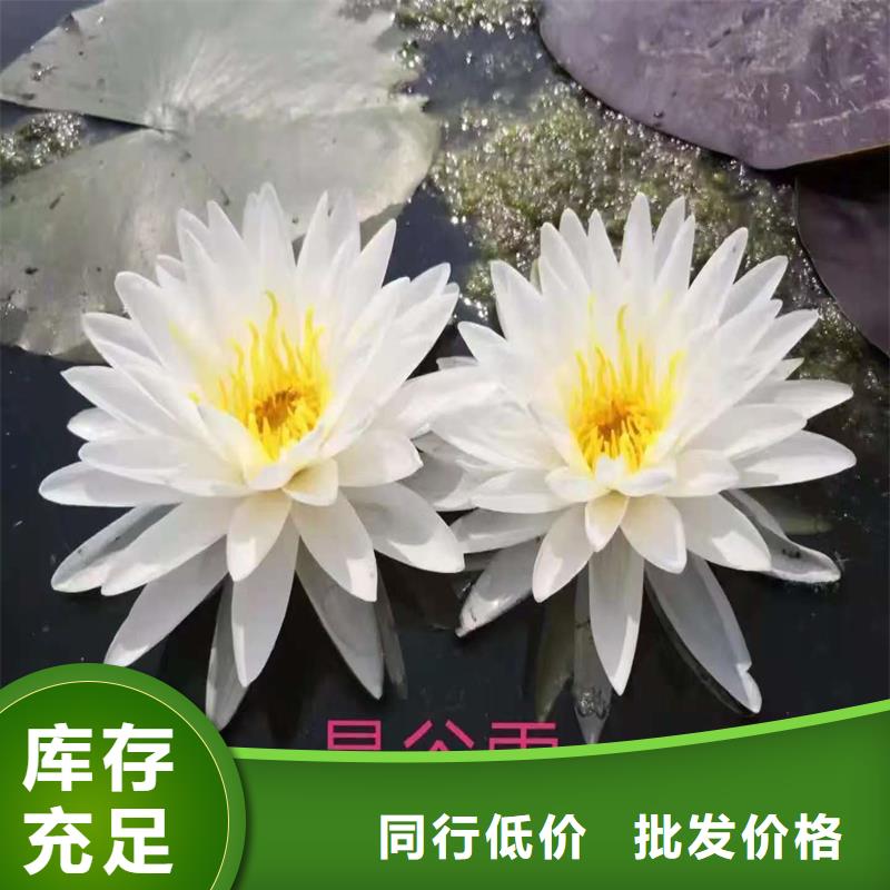 睡莲苗子睡莲的养殖方法和注意事项_厂家直销_价格优惠