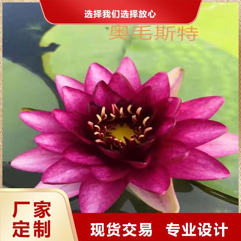 常年供应睡莲和荷花的区别-价格优惠
