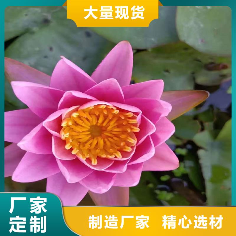 睡莲的花语和寓意销量高