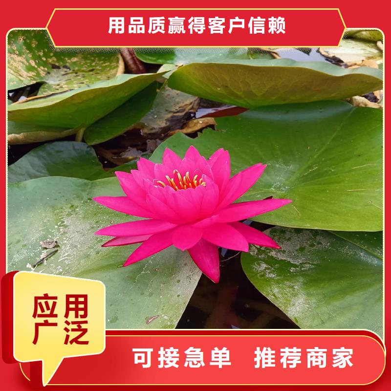 睡莲什么时候种植厂家直销—薄利多销