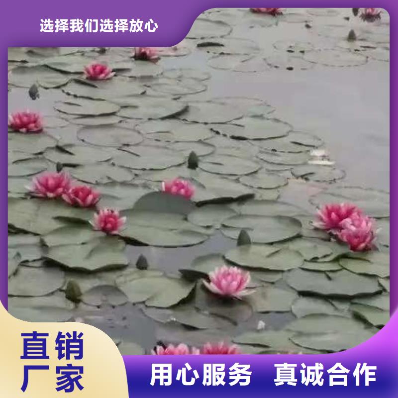 睡莲种子随时询价