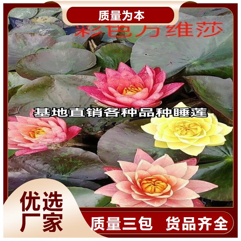 睡莲什么时候种植厂家直销—薄利多销
