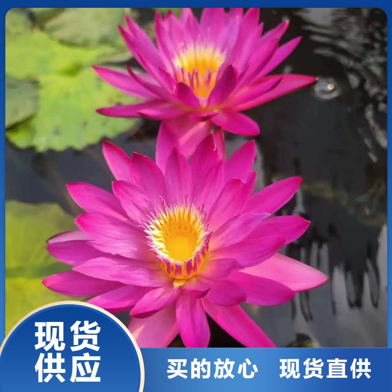 睡莲什么时候种植查看详情