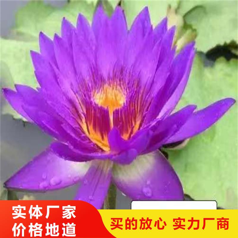 睡莲种子_来电咨询