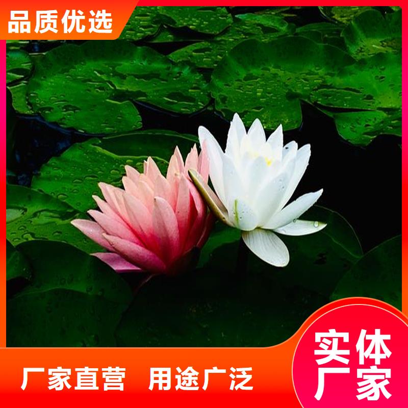 睡莲种子随时询价