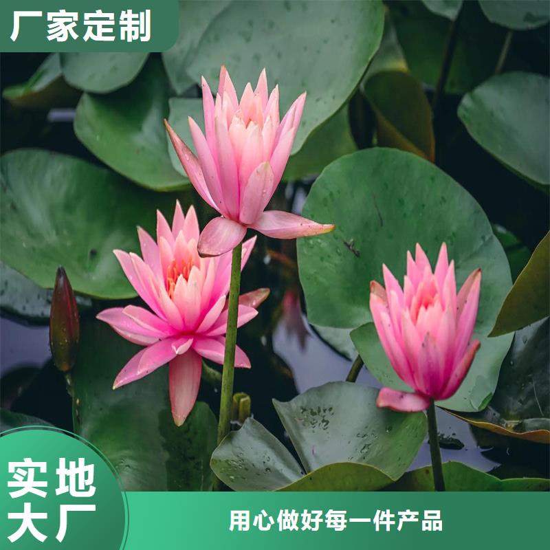 睡莲的花语和寓意生产销售