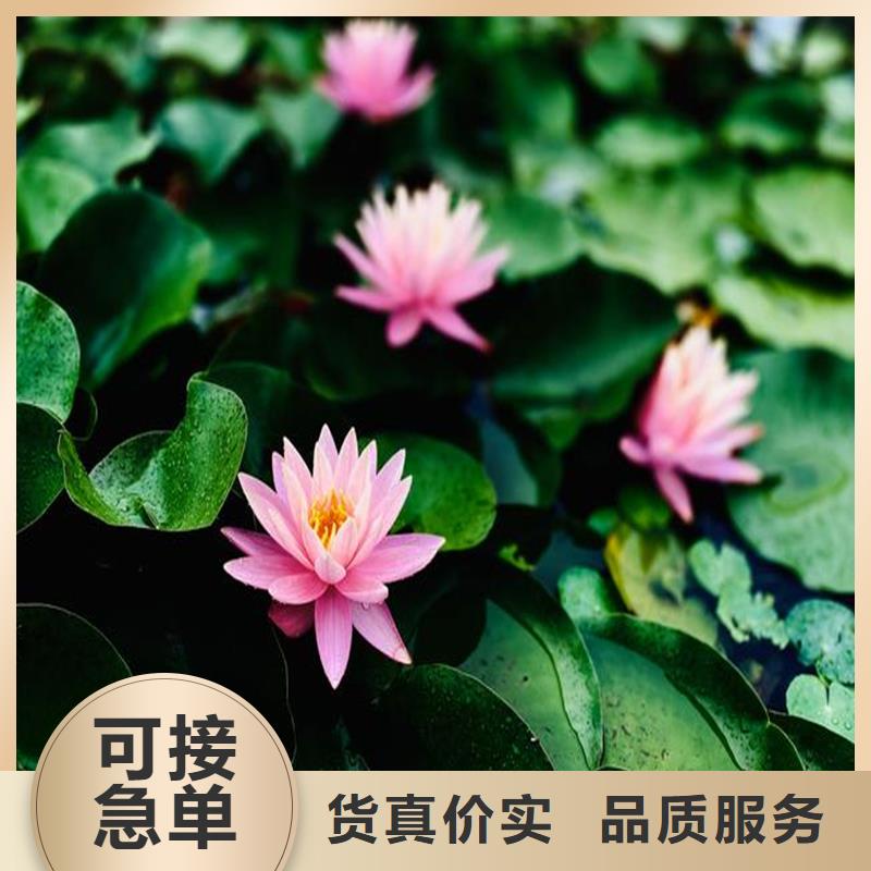 睡莲冬天怎样过冬不怕同行比质量