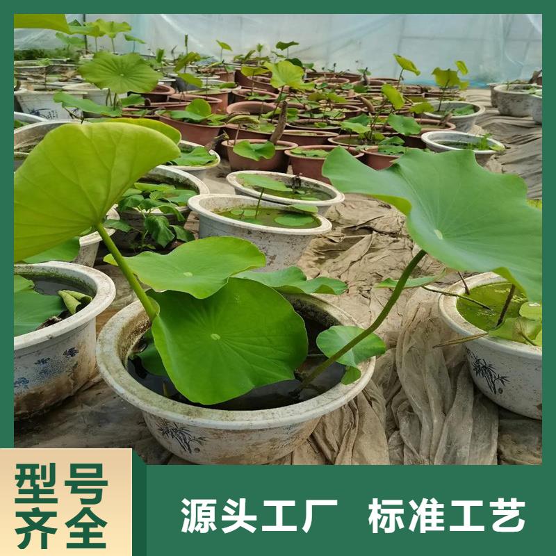 精品荷花厂家