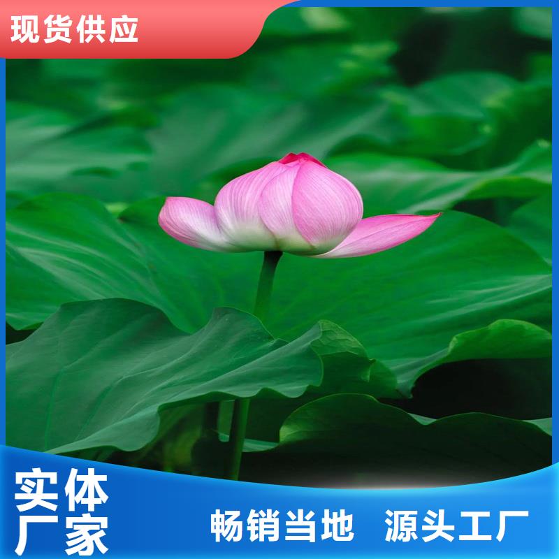 莲藕苗-莲藕苗高性价比
