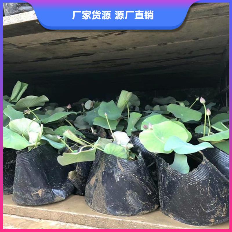 深水荷花苗产品种类