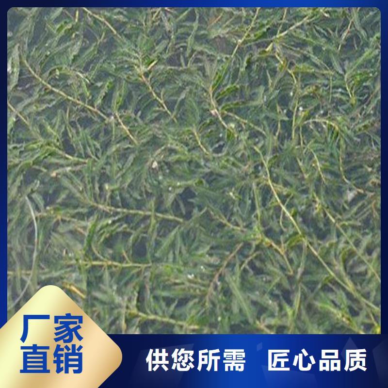 优质篦齿眼子菜的公司