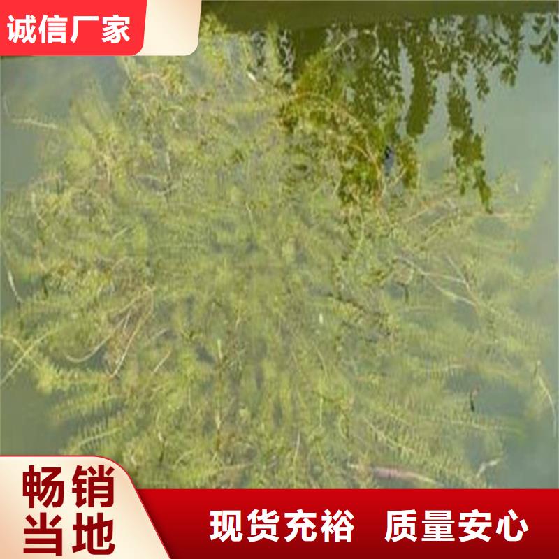 微齿眼子菜供货稳定