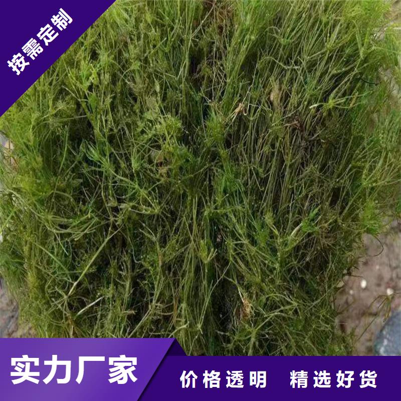 生产龙须眼子菜的实体厂家