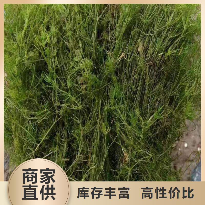 眼子菜-送货上门