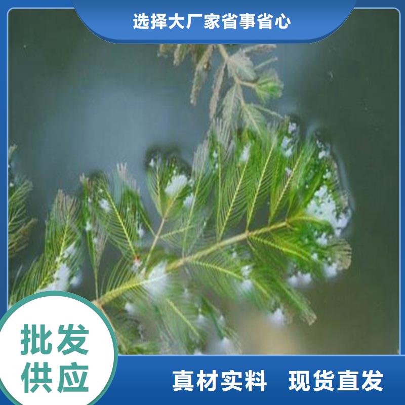 龙须眼子菜-龙须眼子菜保量