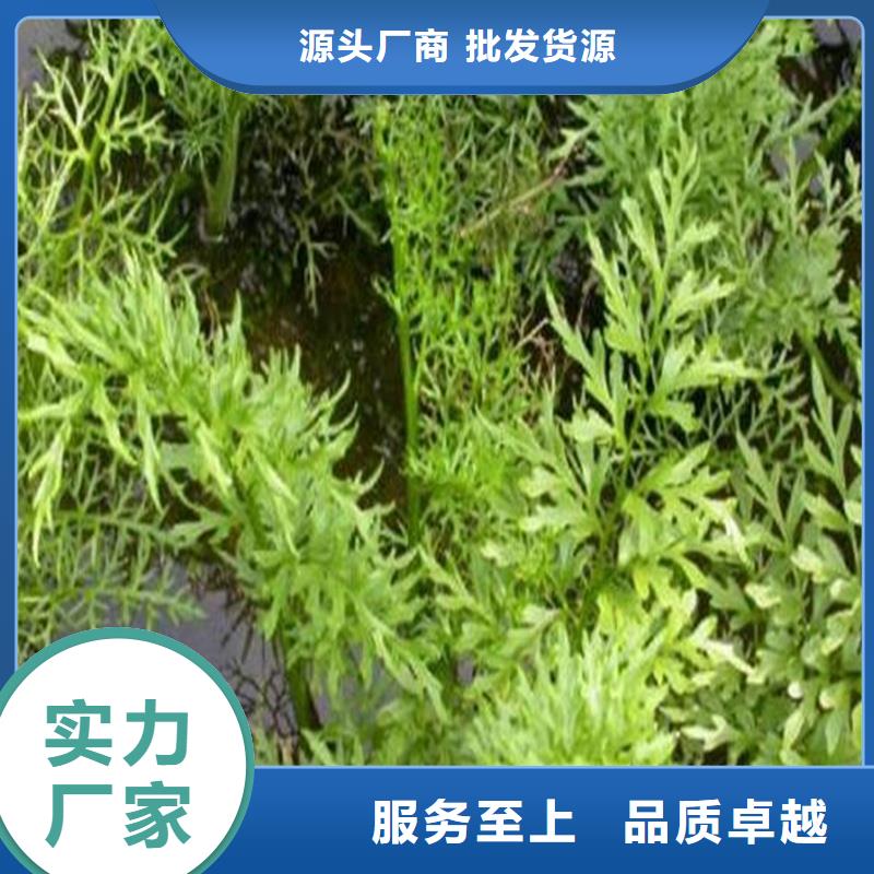 马来眼子菜原厂直销