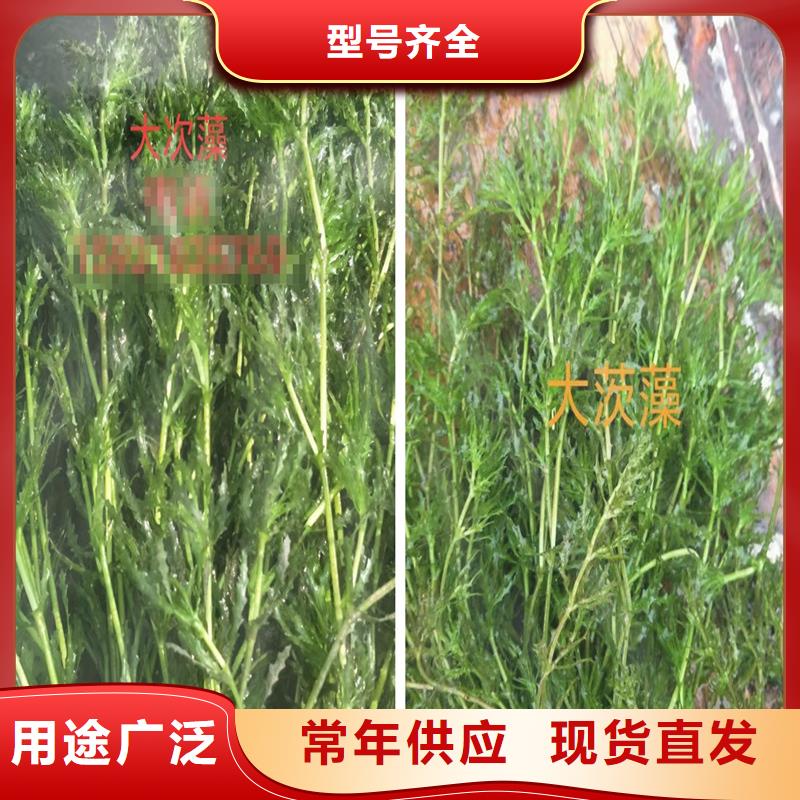 微齿眼子菜-多年大厂