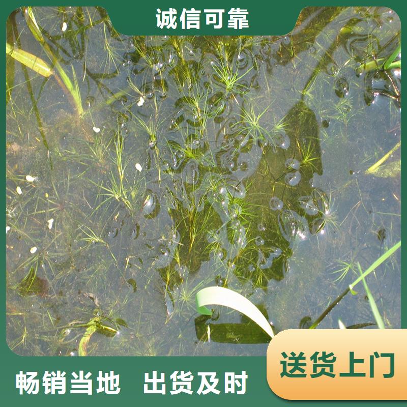 龙须眼子菜厂家支持定制