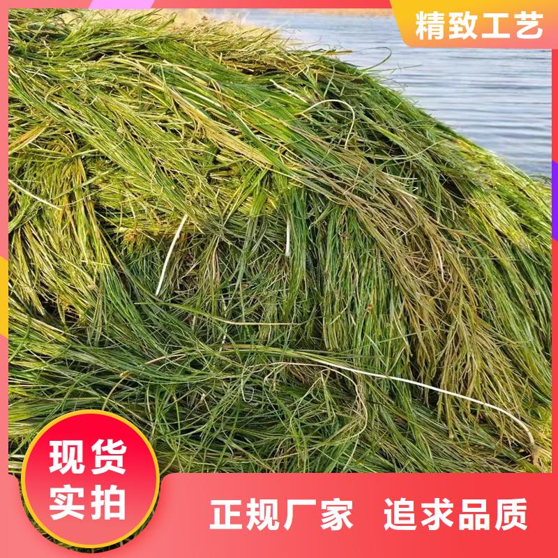 #轮叶黑藻#-价格低