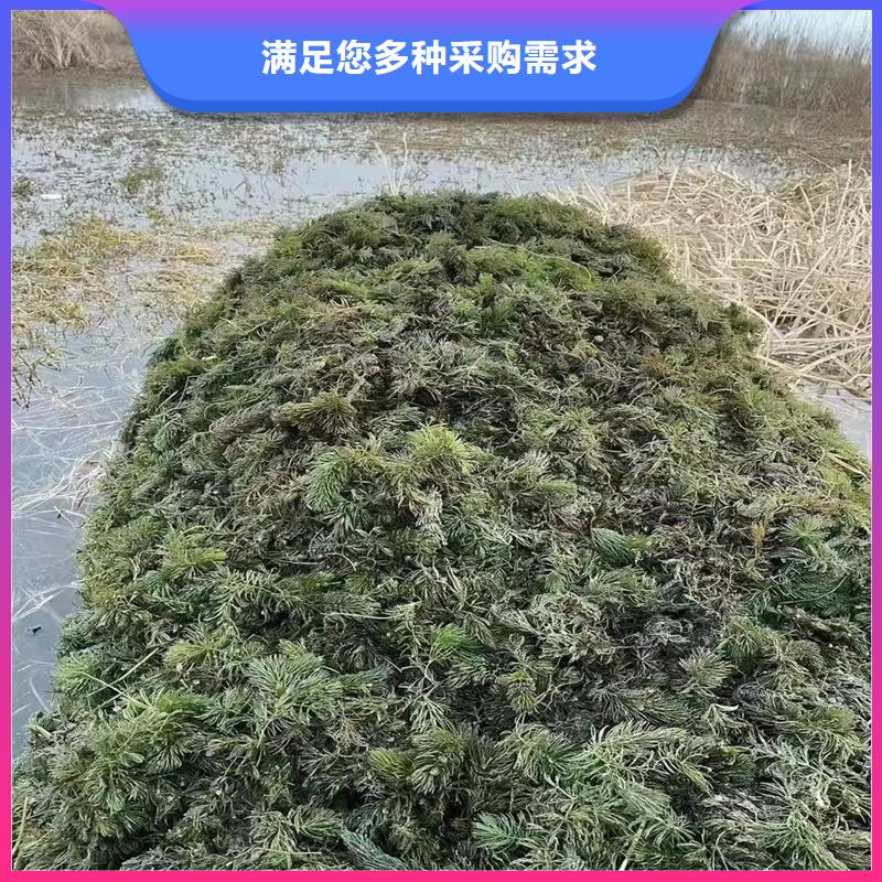 微齿眼子菜供货稳定