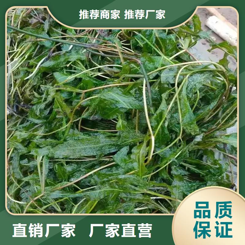 轮叶黑藻-您的优选