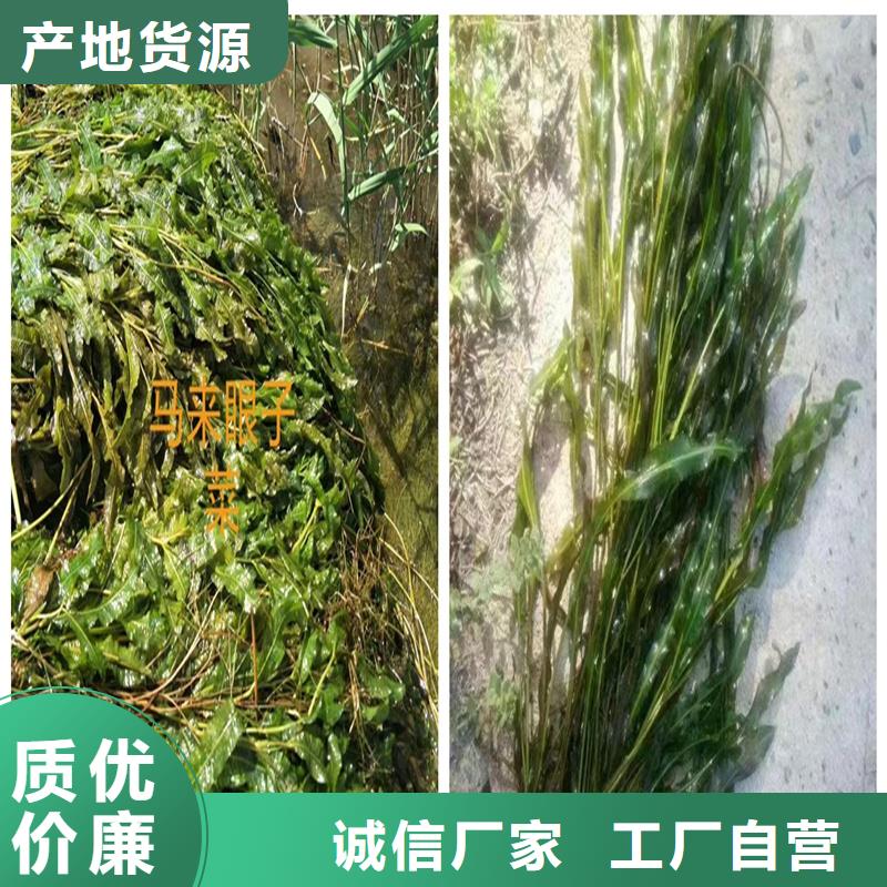 购买沉水植物-现货充足有保障