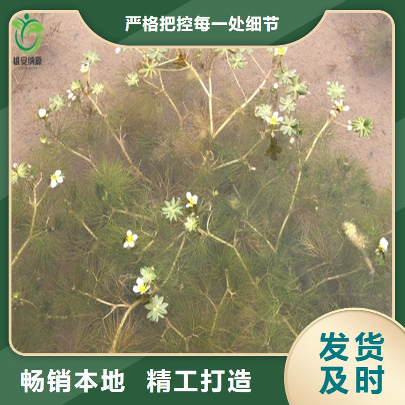 质量可靠的黑藻销售厂家