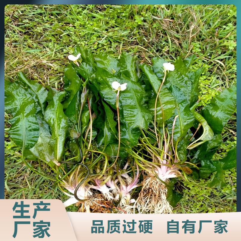菹藻欢迎询价