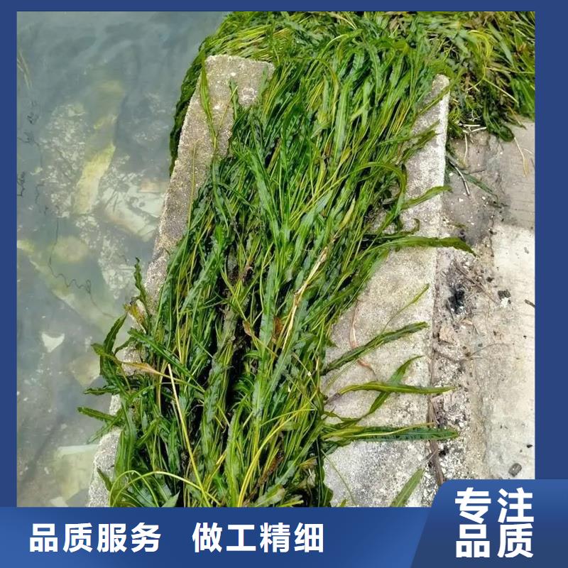 龙须眼子菜厂家支持定制