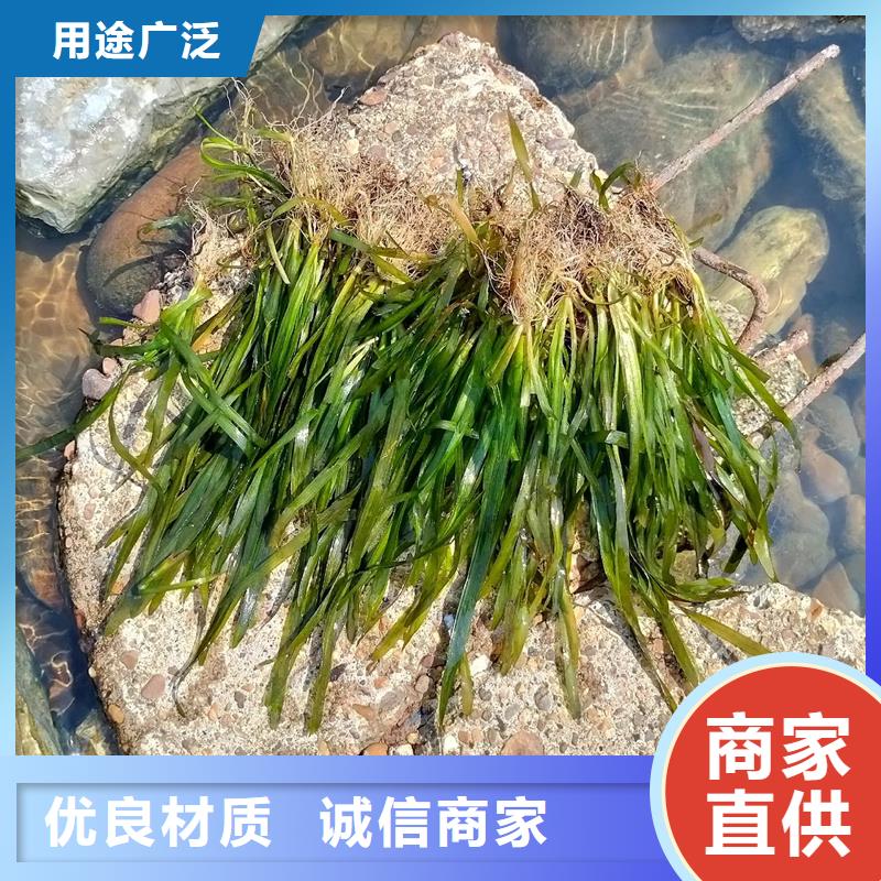 威齿眼子菜存货充足