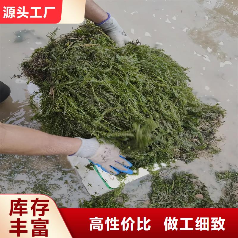 优质篦齿眼子菜的公司