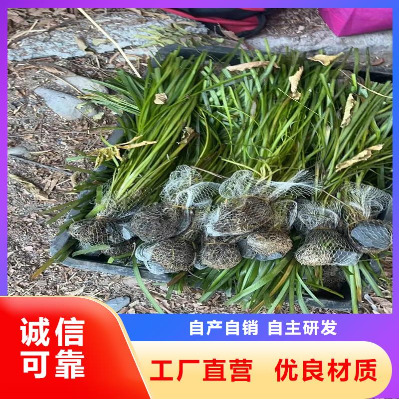 威齿眼子菜存货充足