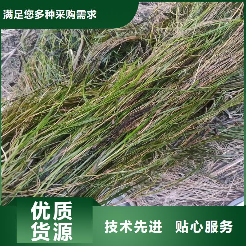 水毛茛可来电定制-质量可靠