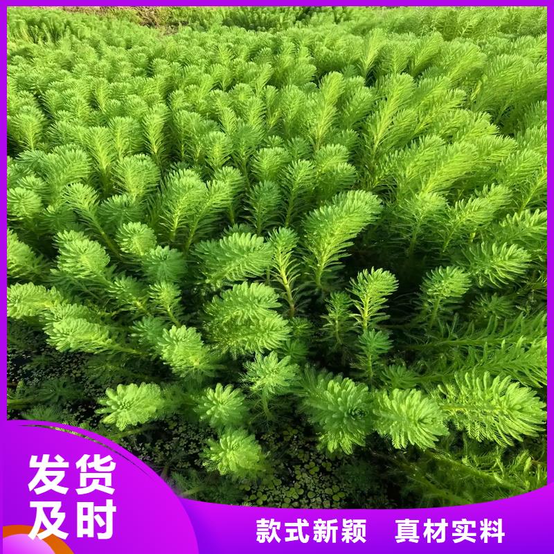 优质篦齿眼子菜的公司